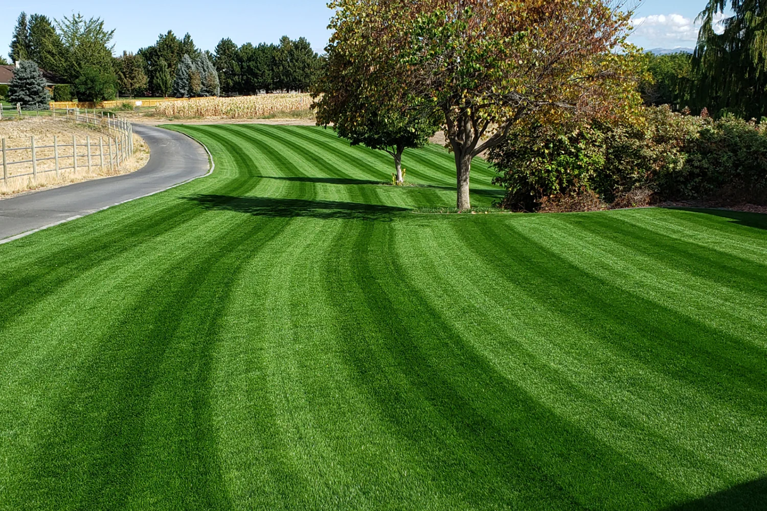DIY Premium Double Dark Green Grass Seed - Cool Season Blend | MySoil - Image 3