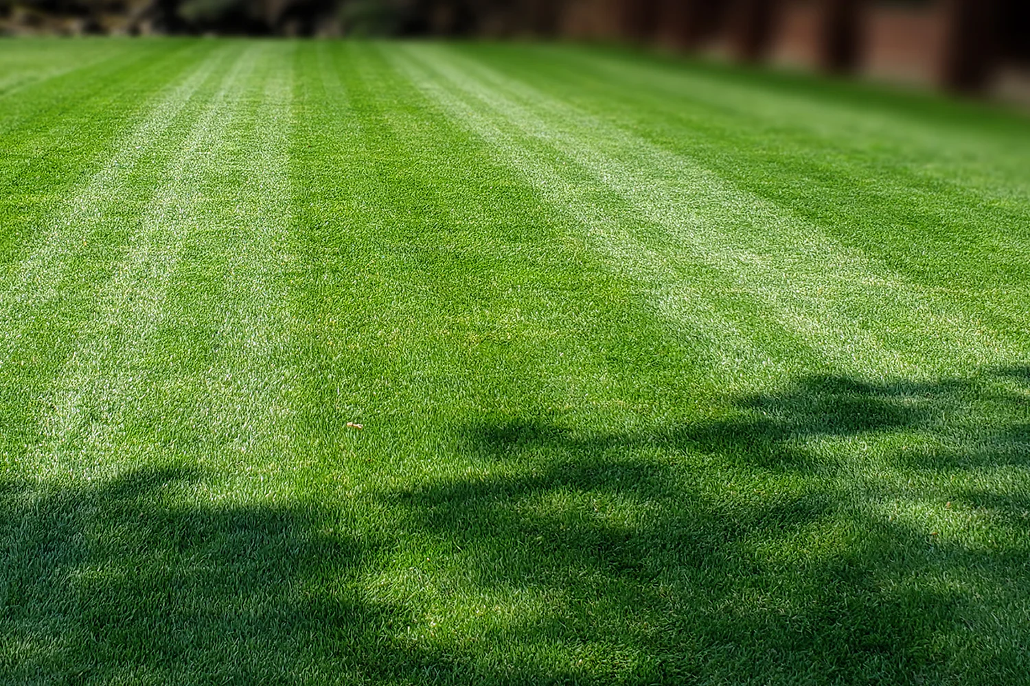 DIY Premium Double Dark Green Grass Seed - Cool Season Blend | MySoil - Image 4